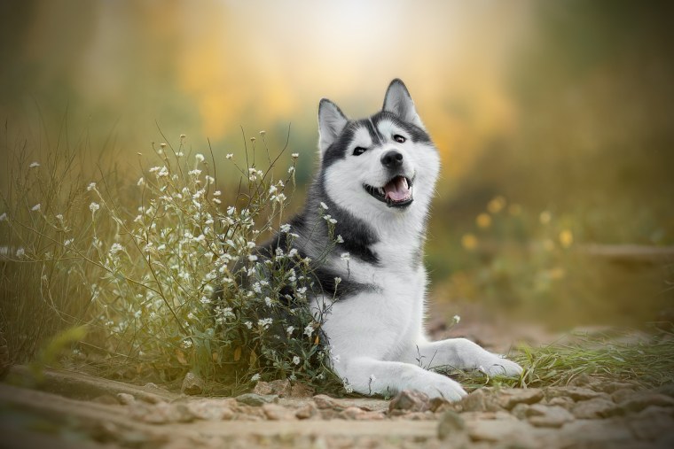 Сибирский хаски