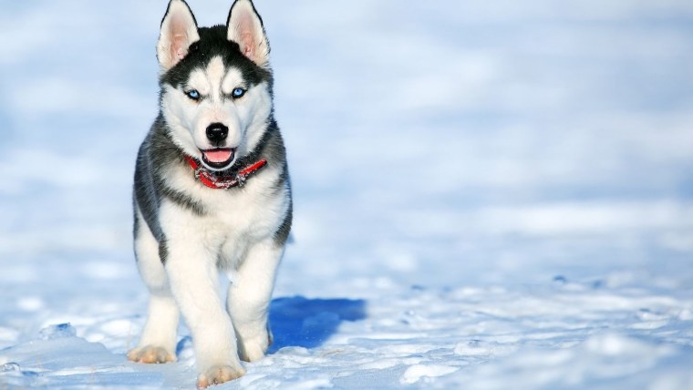 Сибирский хаски мраморный