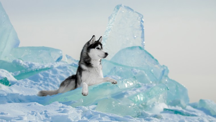 Зима Байкал хаски