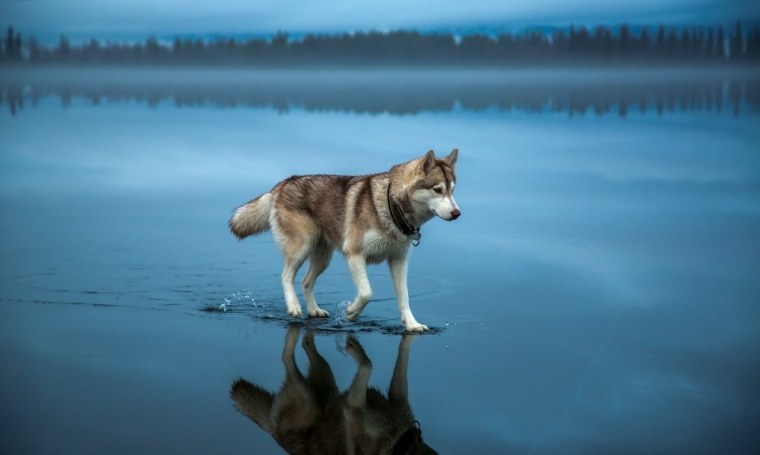 Собака хаски