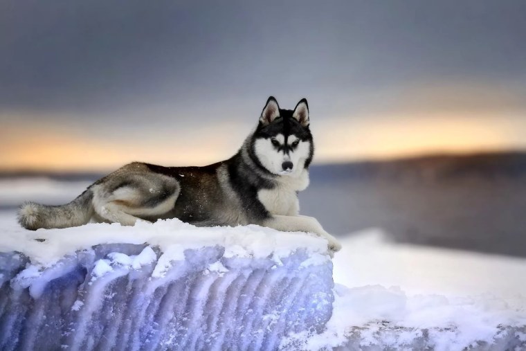 Среднеазиатская хаски