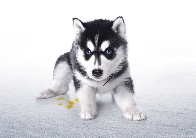 Сибирский хаски щенки