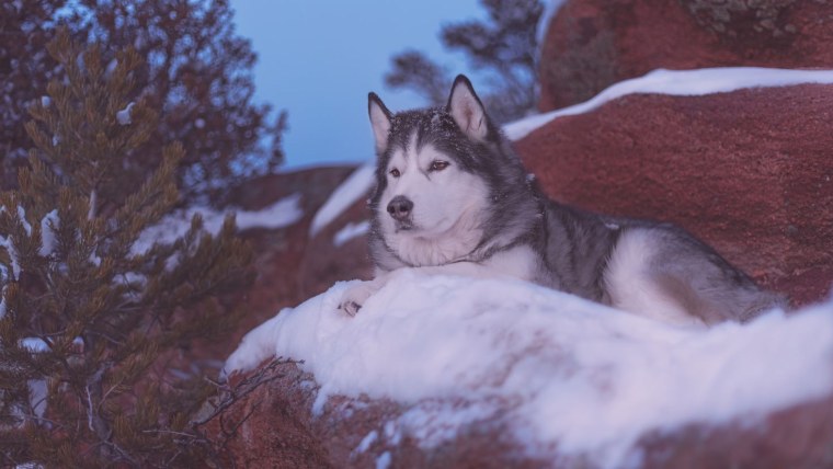 Аляскинский маламут в снегу