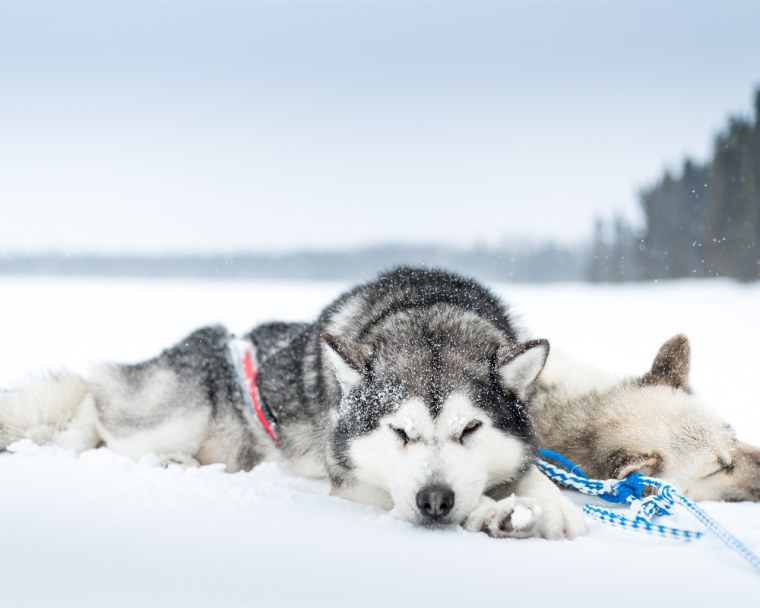 Сибирский хаски