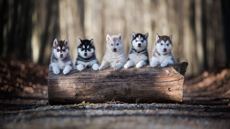 Щенки хаски на рабочий стол