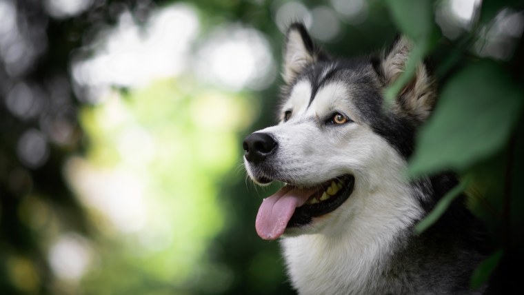 Аляскинский маламут морда