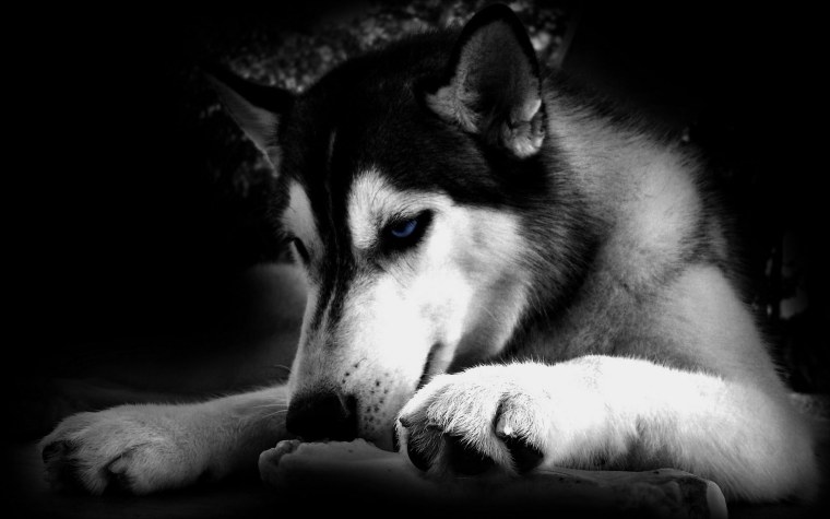 Хаски на черном фоне