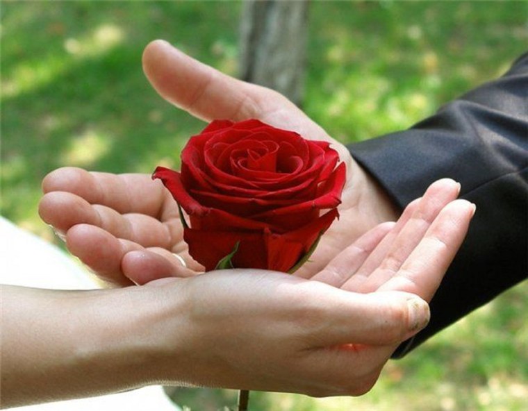 Сердце из цветов в руках