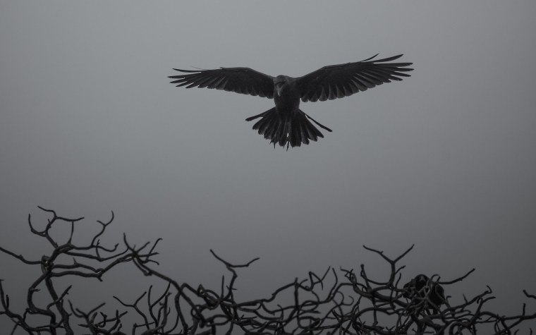 Игральные карты на рабочий стол