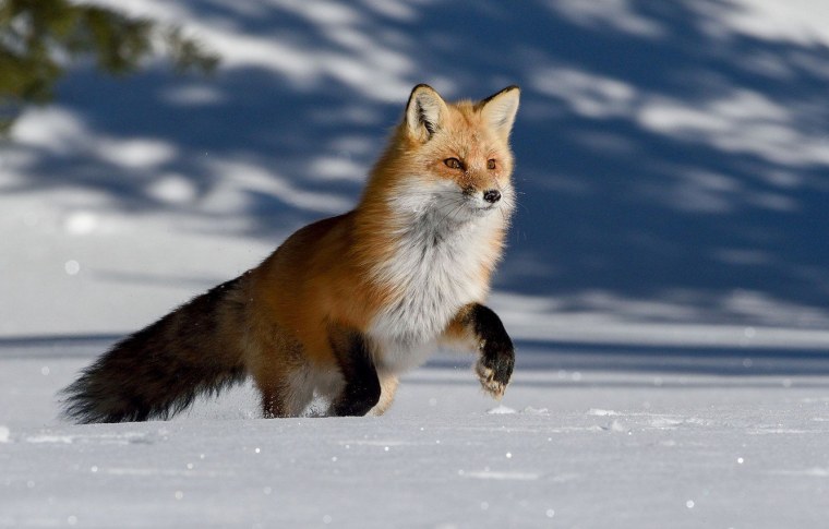 Обыкновенная лисица