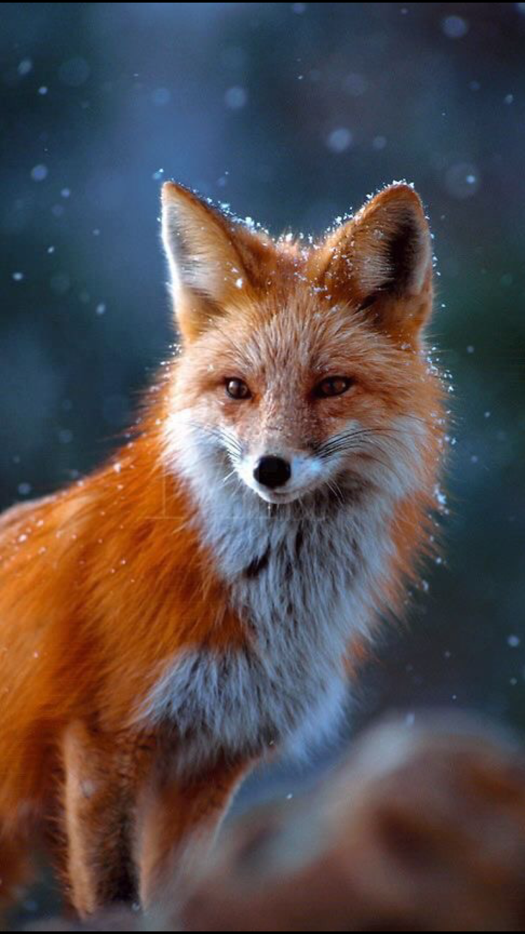 Красивая лиса