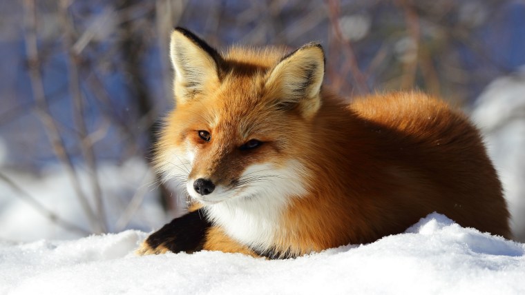 Красивые лисы