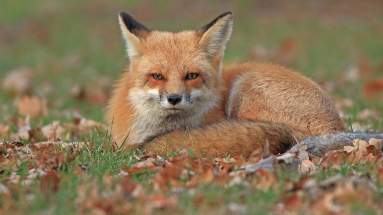 Лисенок осенью