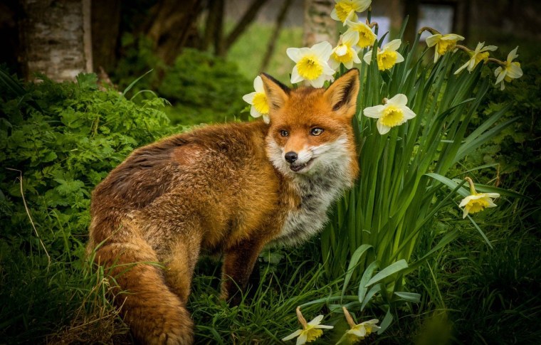 Лиса весной