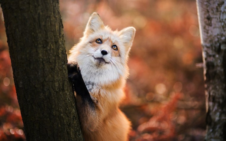 Красивая лиса