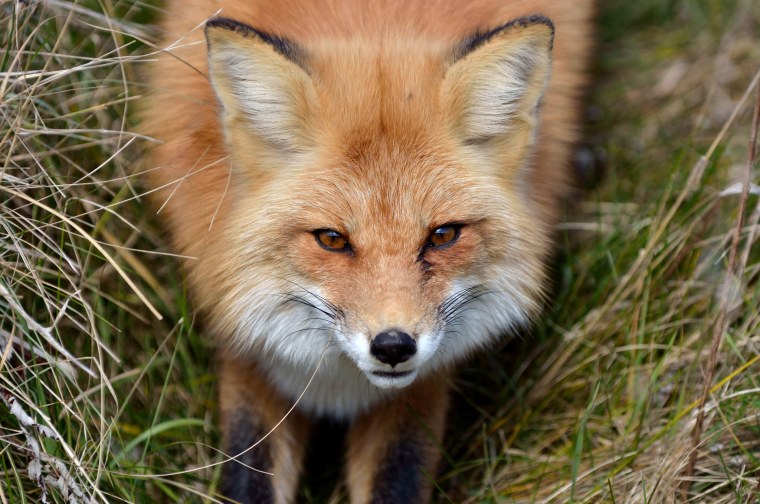 Заставка на рабочий стол лиса