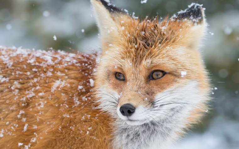 Лиса в снегу