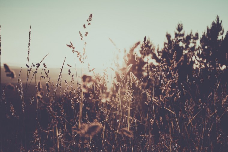 Закат в поле