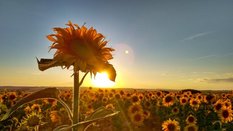Подсолнухи на закате