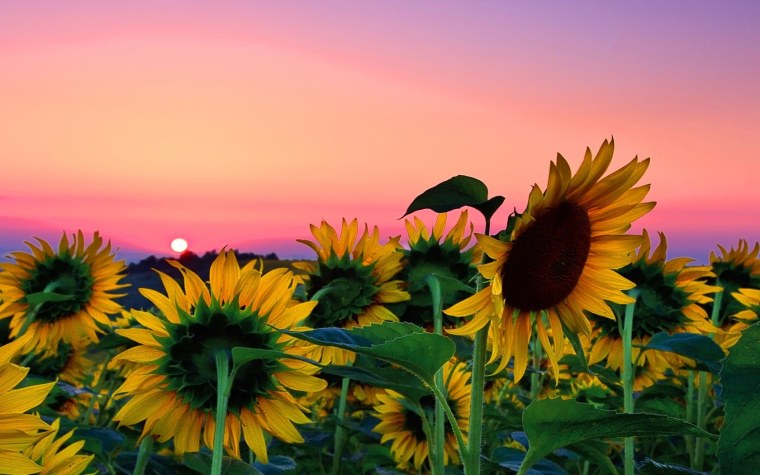 Поле подсолнухов