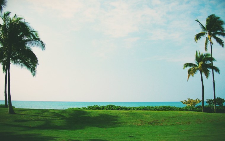 Обои на рабочий стол пальмы