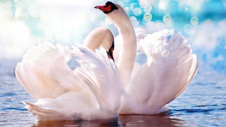 Лебеди (птицы)