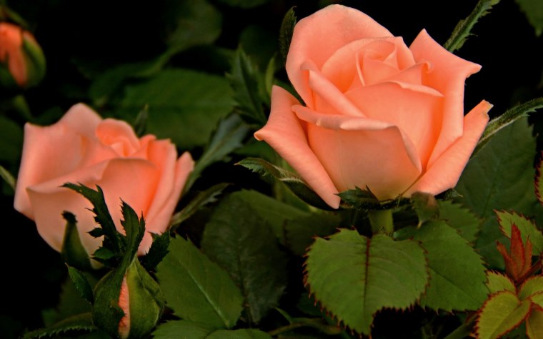 Что имеем не храним потерявши плачем