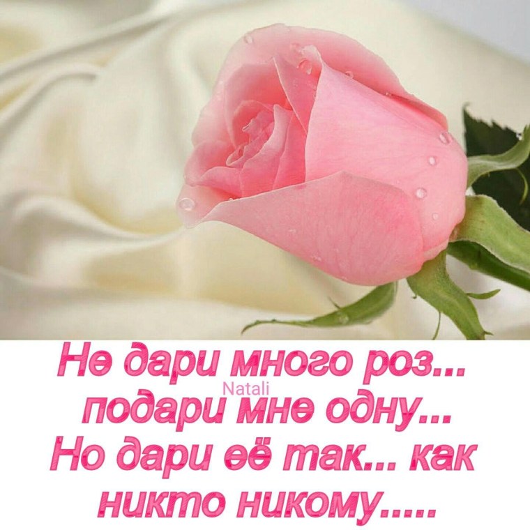 Красивые высказывания о розах