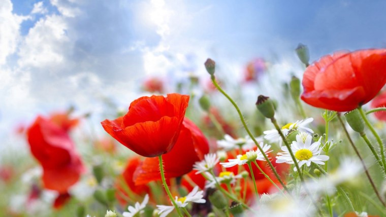 Фотообои яркие цветы