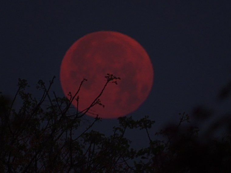 Цветущая Луна