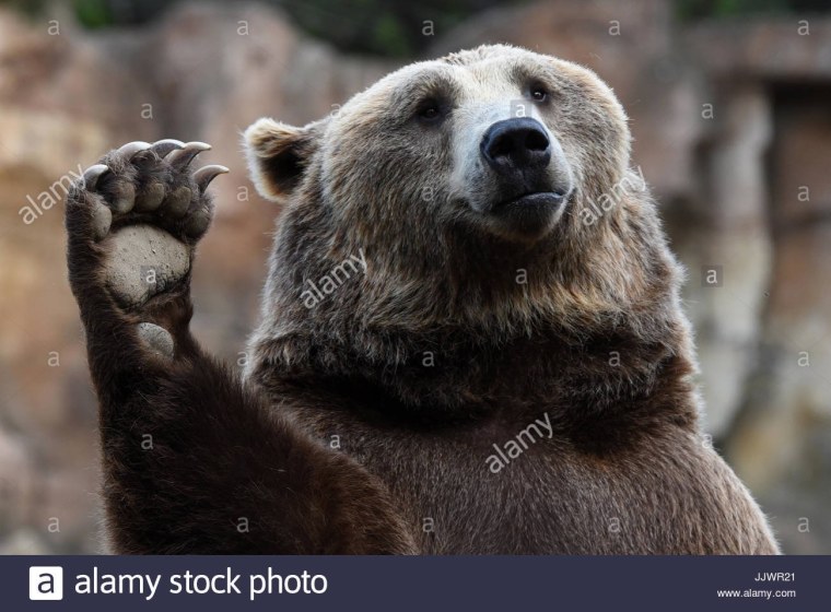 Бурый медведь смешной