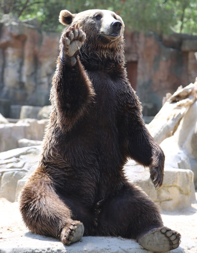 Хороший медведь