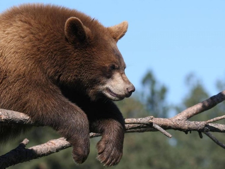 Бурый медведь смешной