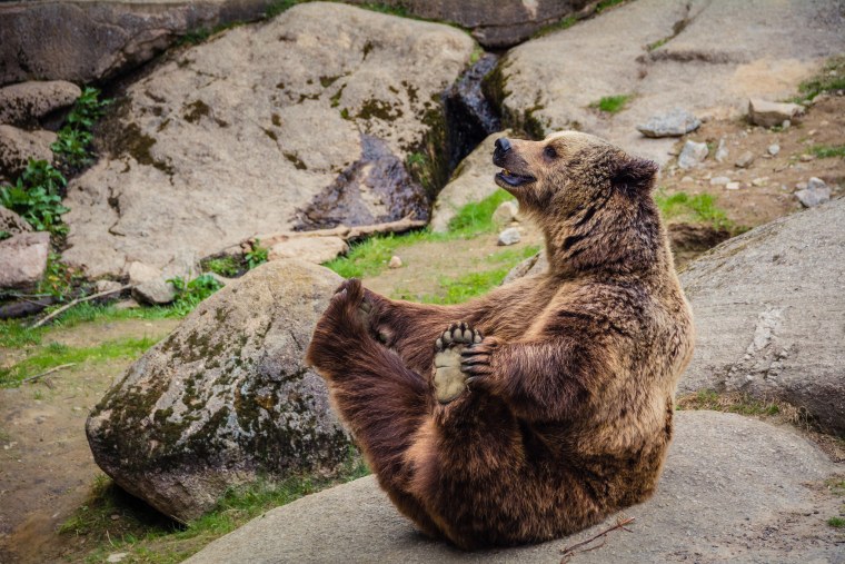 Прикольный медведь