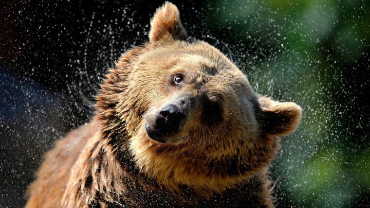 Радостный медведь