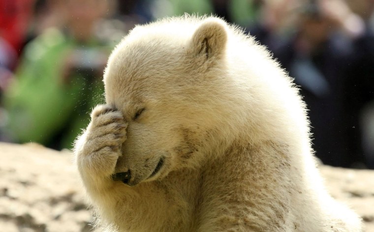 Забавные медвежата