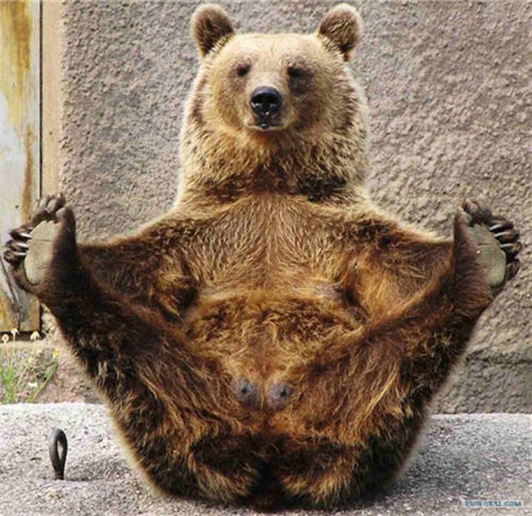Медведь прикол