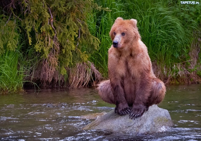 Смешной медведь
