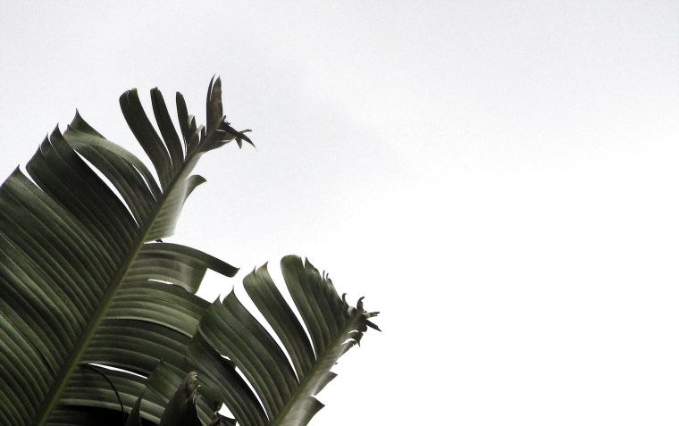 Листья Эстетика