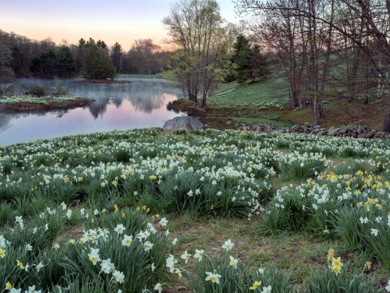 Весенние цветы пейзаж