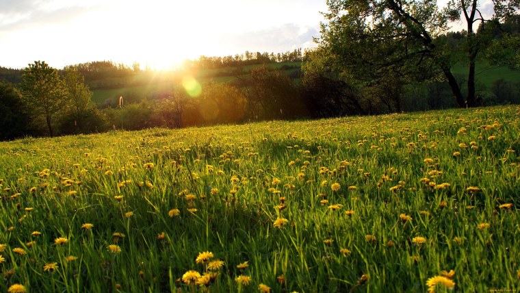 Лето солнце