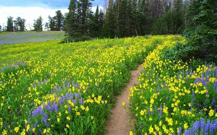 Весна природа Поляна