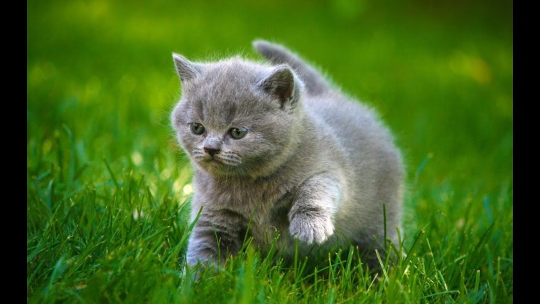 Красивые котята