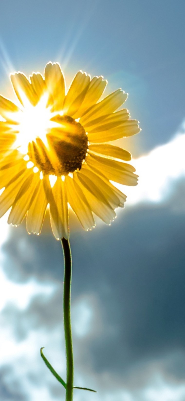 Цветы и солнце