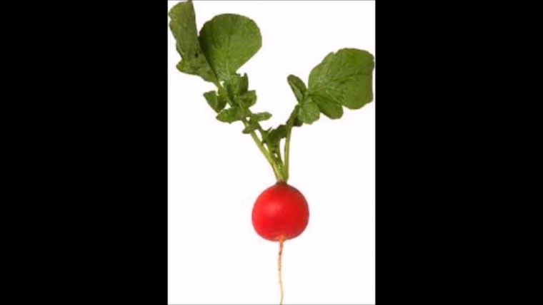 Редиска рисунок