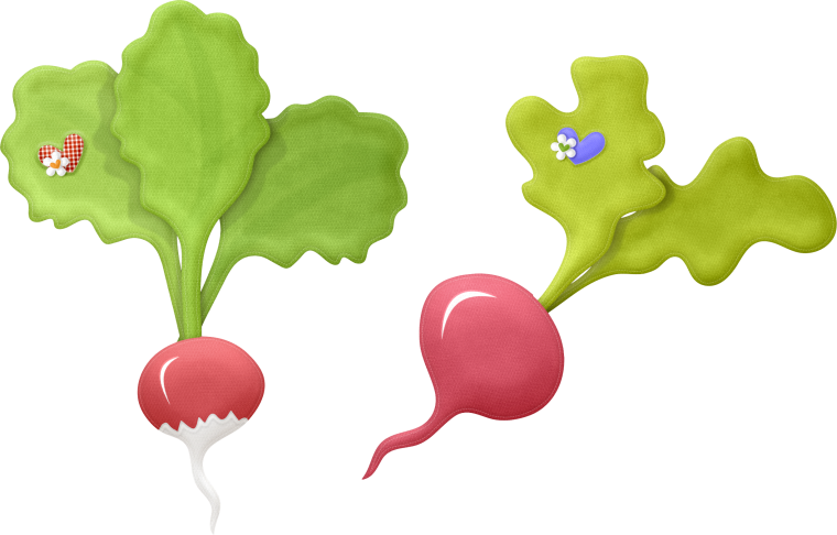 Дошкольникам о редисе