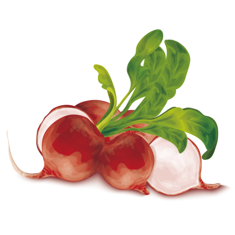 Редиска иллюстрация