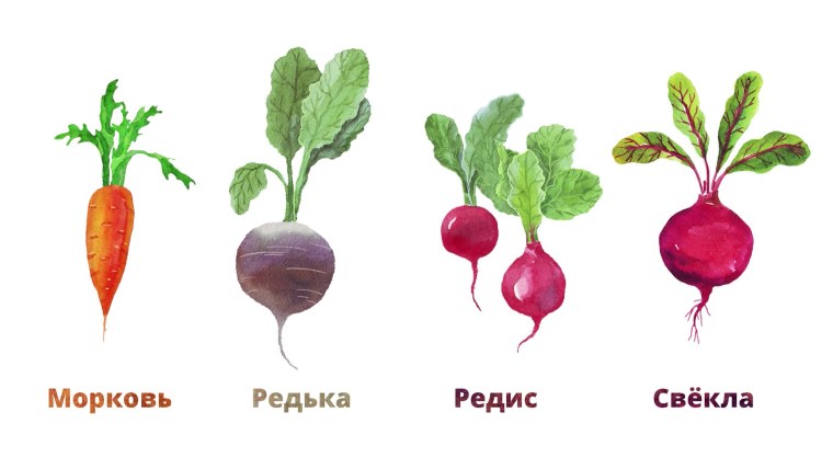 Овощи редиска