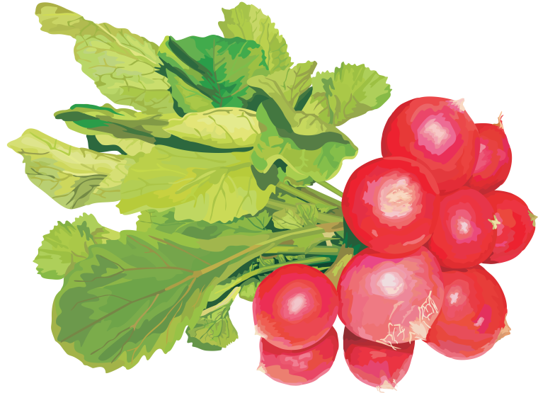 Редиска для детей