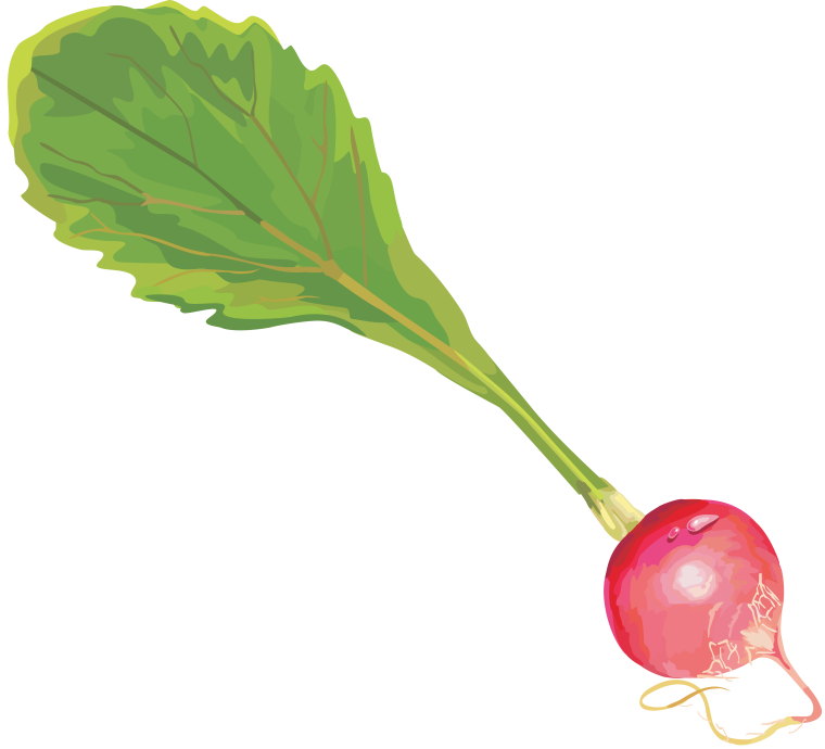 Листья редиски